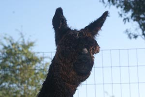 Sweet Blossom Alpaca Farm Dade City Florida