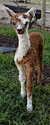 Guy - Sweet Blossom Alpaca Farm