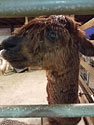 Smiley - Sweet Blossom Alpaca Farm