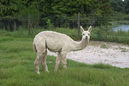 Runaway - Sweet Blossom Alpaca Farm