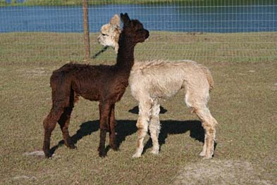 Sponsor An Alpaca Sweet Blossom Alpaca Farm Dade City Florida